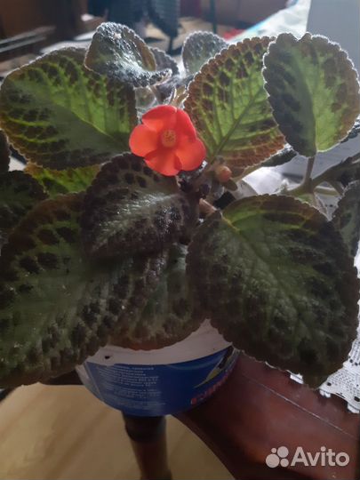 Комнатные растения