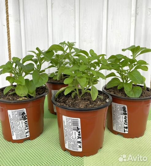 Петуния ампельная профессиональных сортов черенки