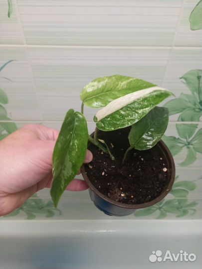 Эпипремнумы