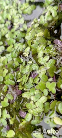 Ряска, много ряски