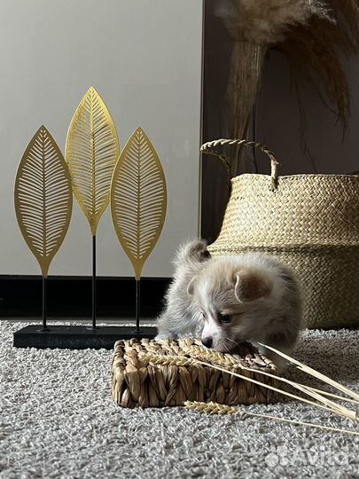 Высокопородные щенки вельш корги пемброк