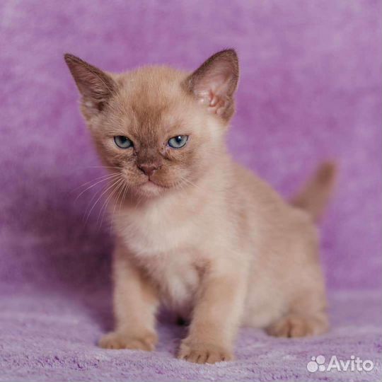 Европейская бурма котята