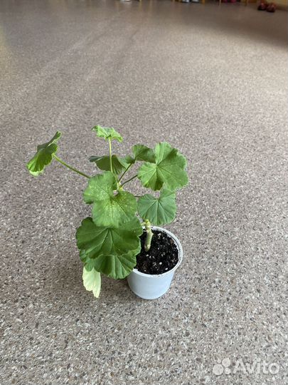 Пеларгония герань