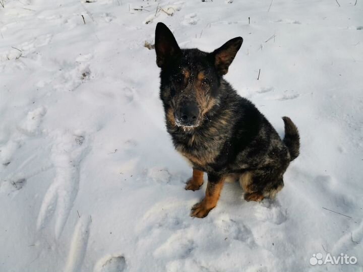 Отдам в добрые руки