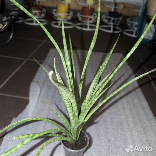 Сансевиерия. Редкие сорта