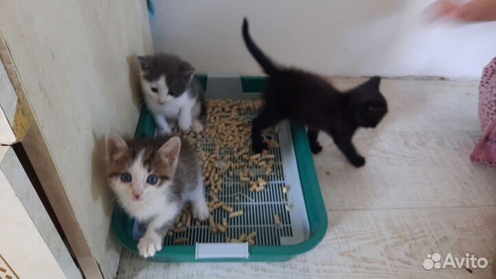 Котята в добрые руки бесплатно