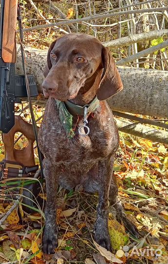 Щенки курцхаара от рабочих родителей