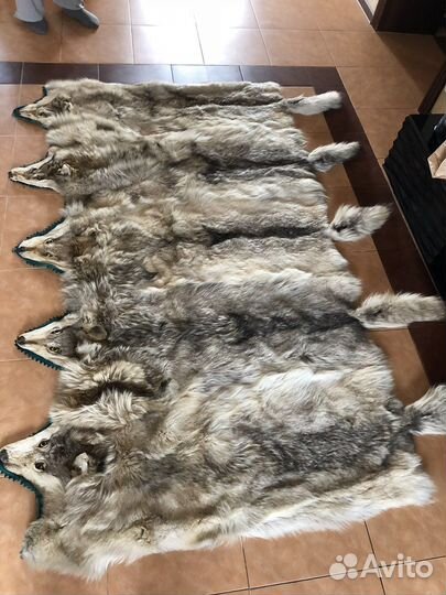 Шкура волка