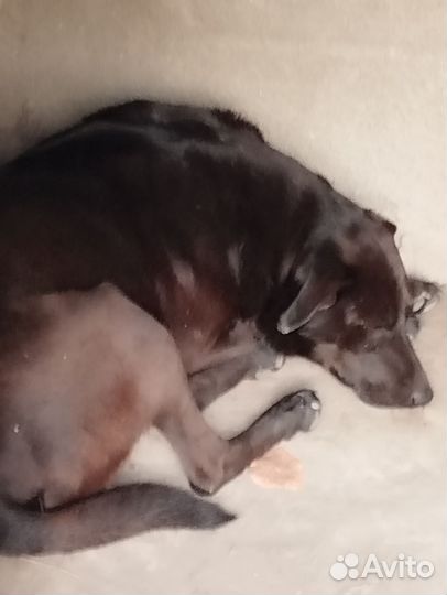 Собаки ищут дом