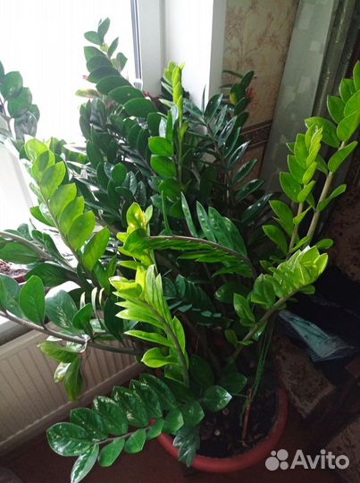 Цветы бесплатно Замиокулькас, спатифилум,толстянка