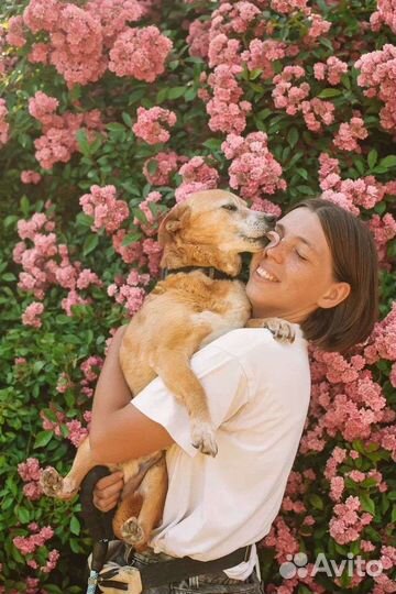 Собака в добрые руки