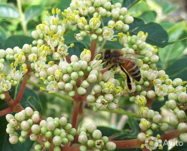 Эводия Даниэля