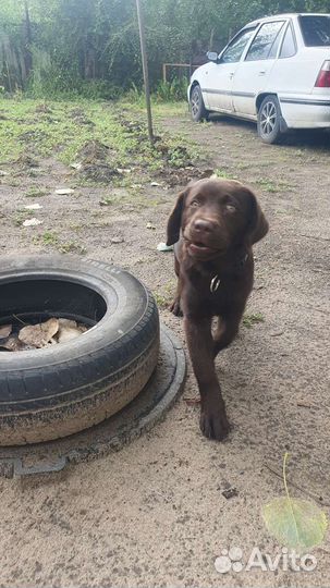 Лабрадор ретривер