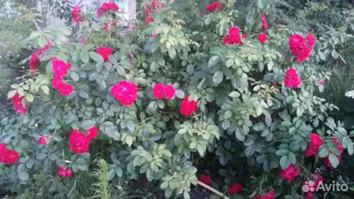Роза кустовая