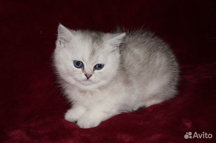 Британские котята