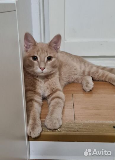 Рыжий котик в добрые руки