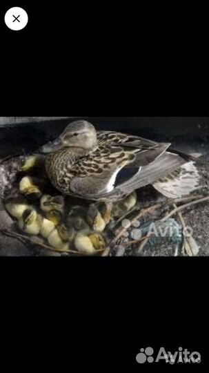 Дикие утята