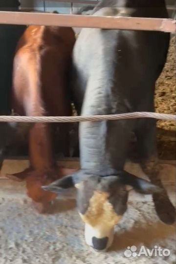 Продаю всё хозяйство 76голов