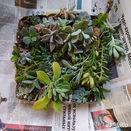 Набор суккулентов для создания садика