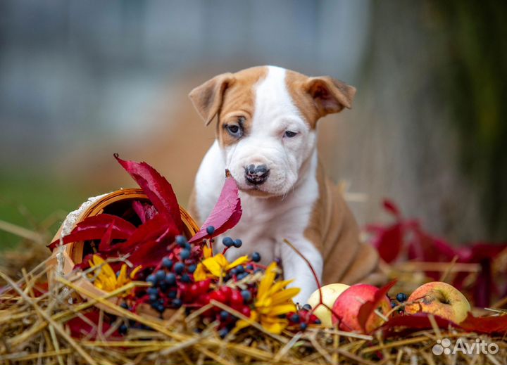 Стаффордширский терьер