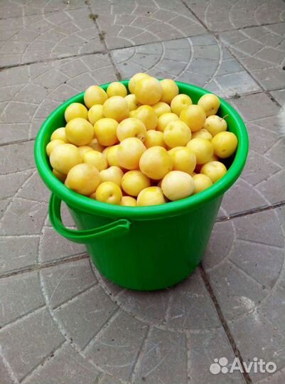 Алыча жёлтая