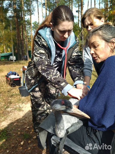 Ветеринарный врач - герпетолог (лечение рептилий и