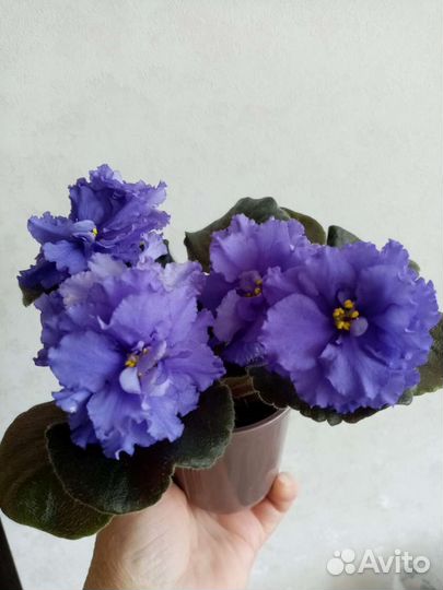 Укорененные листы фиалок с детками