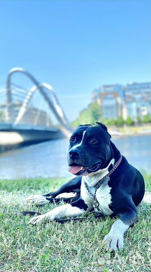 Амстафф вязка