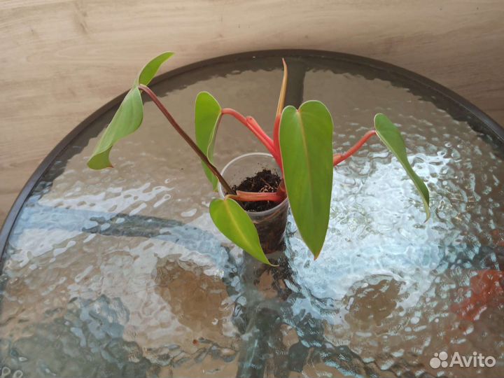 Комнатные растения любой за