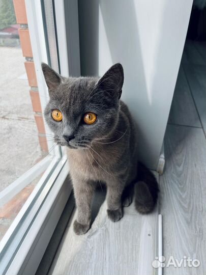 Британская кошка