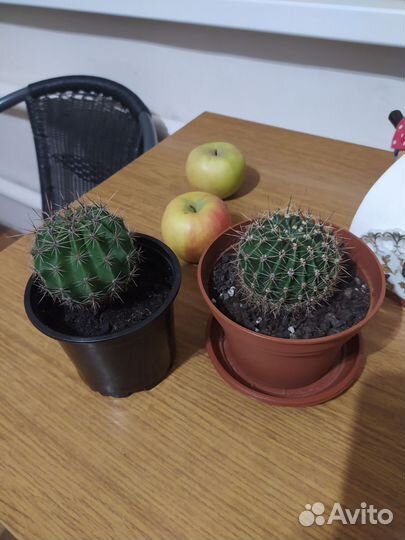 Кактус цветущий