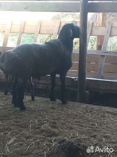 Ярочки гиссар