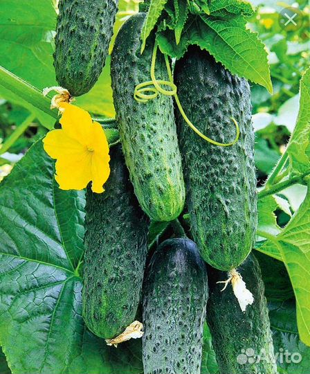 Огурцы домашние