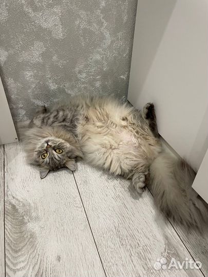 Отдам кота в добрые руки