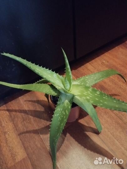 Алоэ вера лечебный