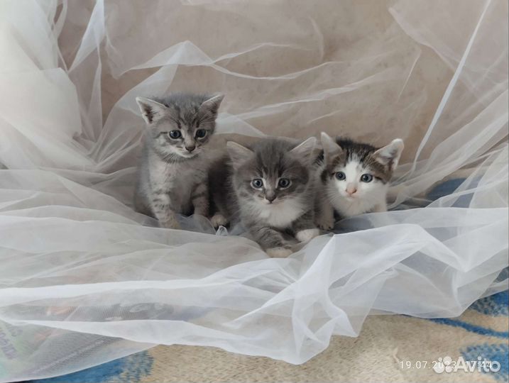 Кошки бесплатно