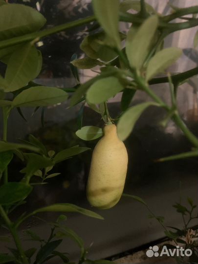 Пальчиковый лайм Faustrime