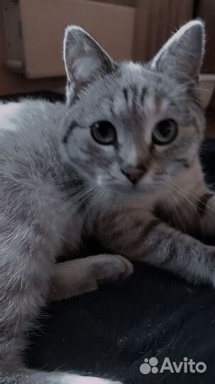 Кошки в добрые руки бесплатно