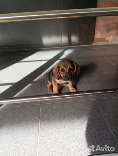 Бигль метисы