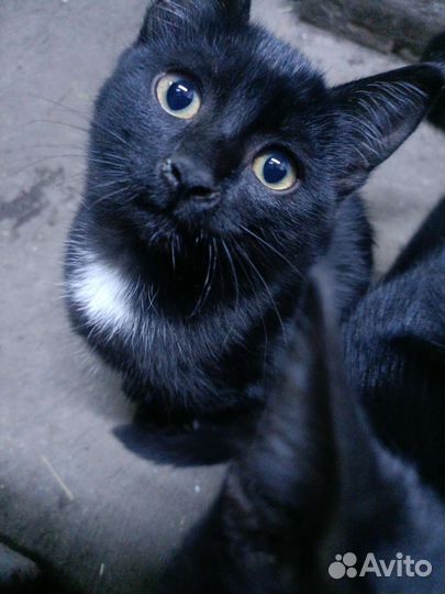 Котята их мать крысоловка