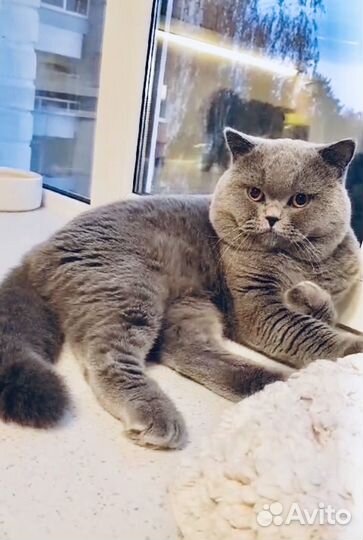 Британский котик в добрые руки