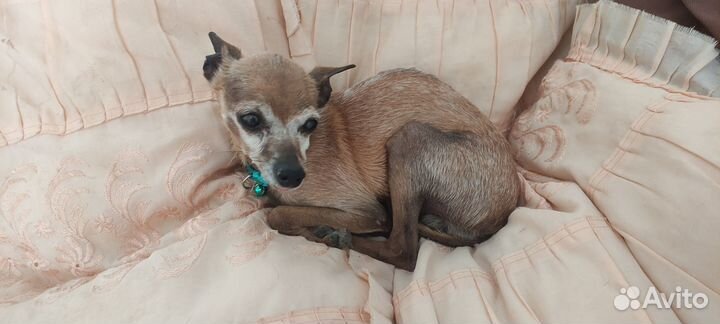 Нашлась собака Той-терьер