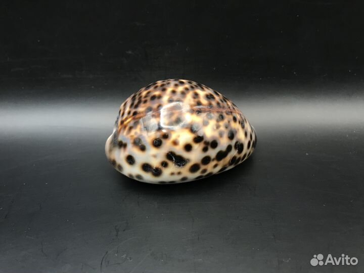 Ракушка ципрея тигрис 76 мм