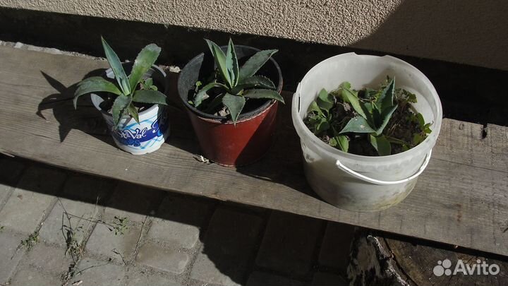 Агава американская голубая