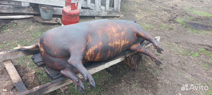 Сало свиное свежее