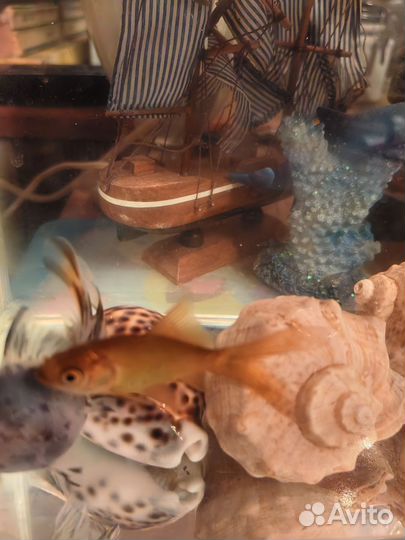 Золотая рыбка