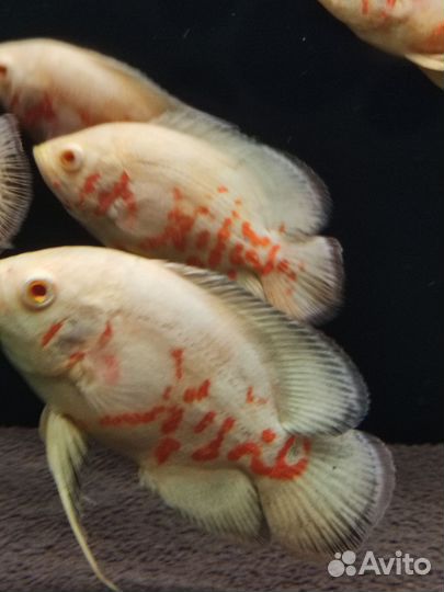 Астронотус альбинос