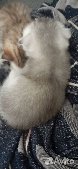 Шотландские котята