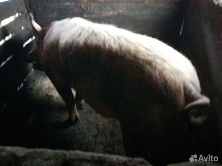 Хряк,кабан производитель