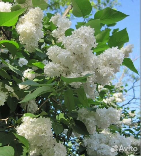 Сирень белая